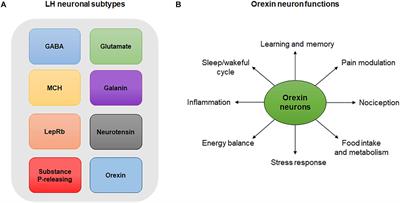 The Lateral Hypothalamus: An Uncharted Territory for Processing Peripheral Neurogenic Inflammation